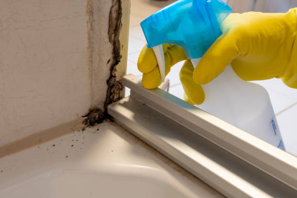Best Mold Damage Repair  in Lewiston, MN