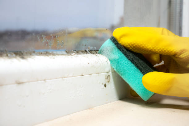 Best Toxic Mold Removal  in Lewiston, MN