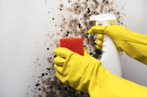 Mold Removal and Inspection in Lewiston, MN